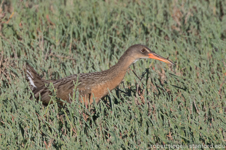 palo alto baylands